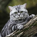Anahata - British Shorthair Cattery