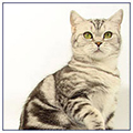 Anahata - British Shorthair Cattery