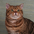 Anahata - British Shorthair Cattery