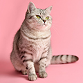 Anahata - British Shorthair Cattery