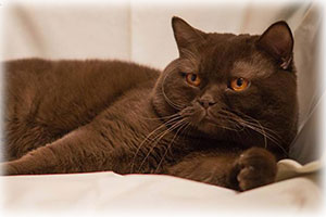 Anahata - British Shorthair Cattery