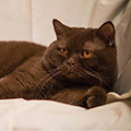 Anahata - British Shorthair Cattery
