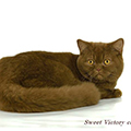 Anahata - British Shorthair Cattery