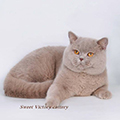 Anahata - British Shorthair Cattery