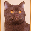 Anahata - British Shorthair Cattery