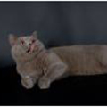 Anahata - British Shorthair Cattery