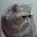 Anahata - British Shorthair Cattery