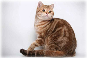 Anahata - British Shorthair Cattery