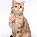 Anahata - British Shorthair Cattery
