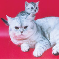 Anahata - British Shorthair Cattery