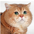 Anahata - British Shorthair Cattery