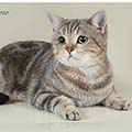 Anahata - British Shorthair Cattery