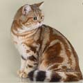 Anahata - British Shorthair Cattery