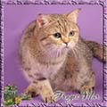 Anahata - British Shorthair Cattery