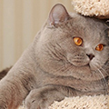 Anahata - British Shorthair Cattery