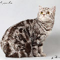 Anahata - British Shorthair Cattery