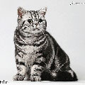 Anahata - British Shorthair Cattery