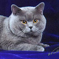 Anahata - British Shorthair Cattery