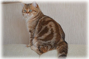 Anahata - British Shorthair Cattery