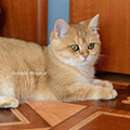 Anahata - British Shorthair Cattery