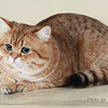 Anahata - British Shorthair Cattery