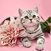 Anahata - British Shorthair Cattery