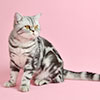 Anahata - British Shorthair Cattery