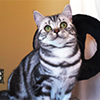 Anahata - British Shorthair Cattery