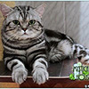 Anahata - British Shorthair Cattery