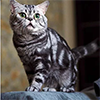 Anahata - British Shorthair Cattery