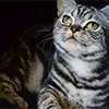 Anahata - British Shorthair Cattery