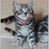 Anahata - British Shorthair Cattery