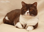 Anahata - British Shorthair Cattery