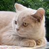 Anahata - British Shorthair Cattery