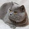 Anahata - British Shorthair Cattery