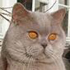 Anahata - British Shorthair Cattery