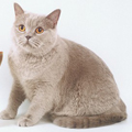 Anahata - British Shorthair Cattery