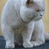 Anahata - British Shorthair Cattery