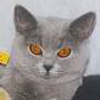 Anahata - British Shorthair Cattery