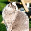 Anahata - British Shorthair Cattery