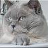 Anahata - British Shorthair Cattery