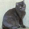Anahata - British Shorthair Cattery