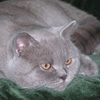 Anahata - British Shorthair Cattery