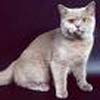 Anahata - British Shorthair Cattery