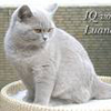 Anahata - British Shorthair Cattery